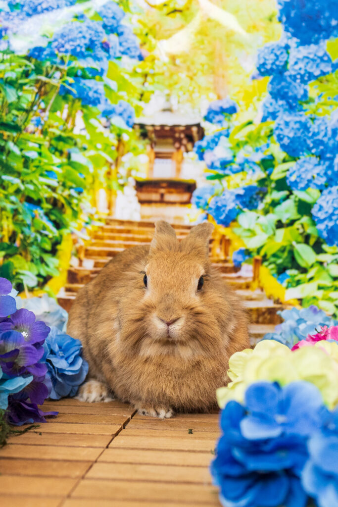 ぱんだ❣️実りの秋❣️収穫の秋❣️うさぎちゃんデート❣️ 秋月小町(komachi.akizuki) on X: 