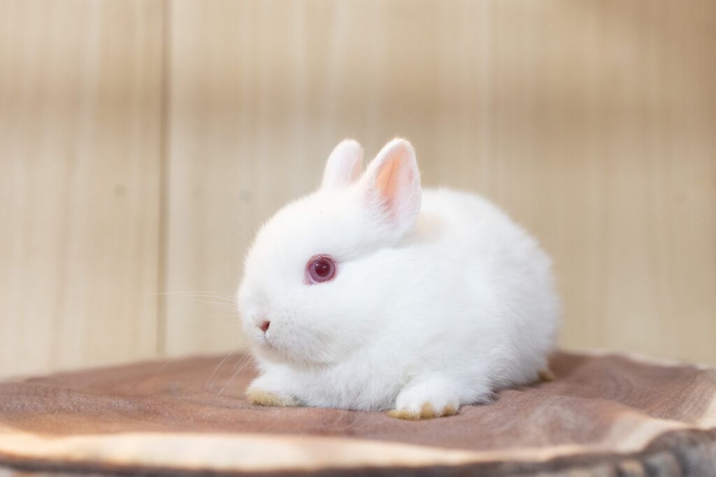 ご予約受付中のうさちゃん | 岩手.青森.秋田うさぎ専門店＋Rabbits -Farm