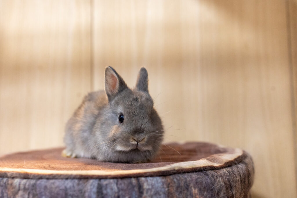 うさちゃん⭐︎さん　専用 ご予約受付中のうさちゃん | 岩手.青森.秋田うさぎ専門店＋Rabbits -Farm