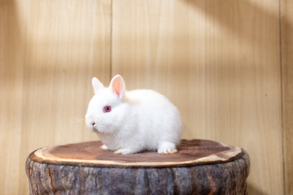ご予約受付中のうさちゃん | 岩手.青森.秋田うさぎ専門店＋Rabbits -Farm