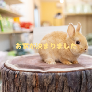 販売中のうさぎさん紹介 | 岩手.青森.秋田うさぎ専門店＋Rabbits -Farm
