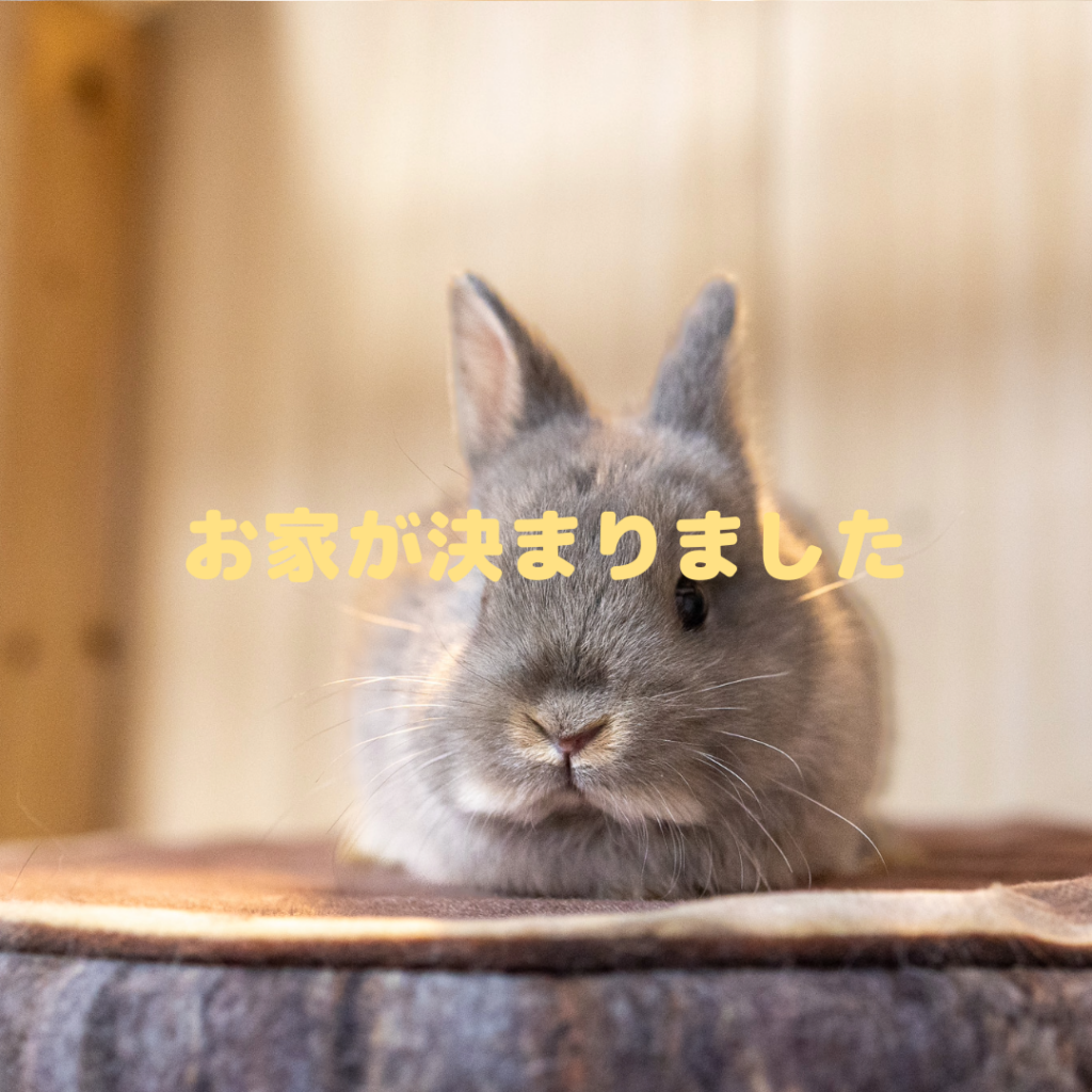 販売中のうさぎさん紹介 | 岩手.青森.秋田うさぎ専門店＋Rabbits -Farm