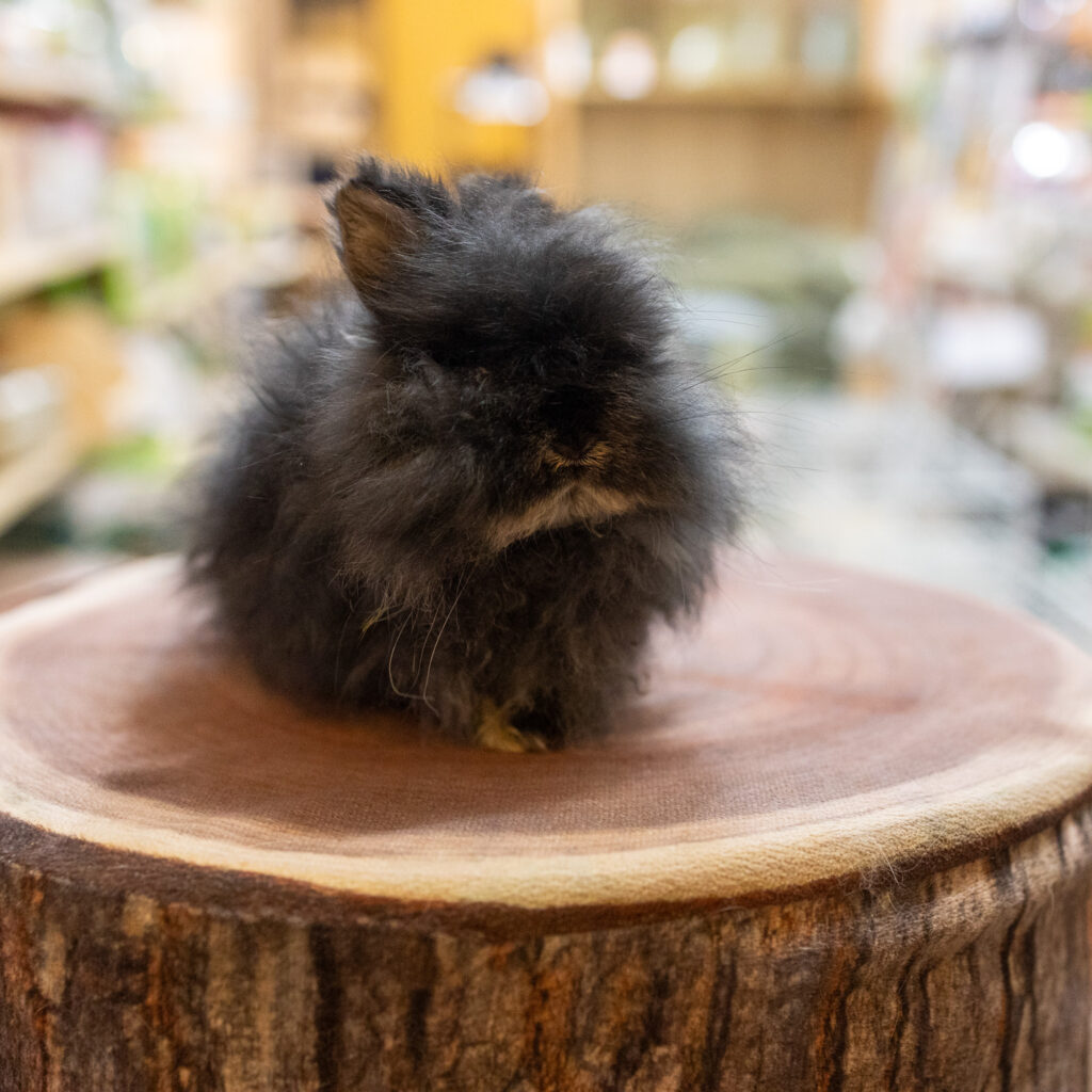 販売中のうさぎさん紹介 | 岩手.青森.秋田うさぎ専門店＋Rabbits -Farm