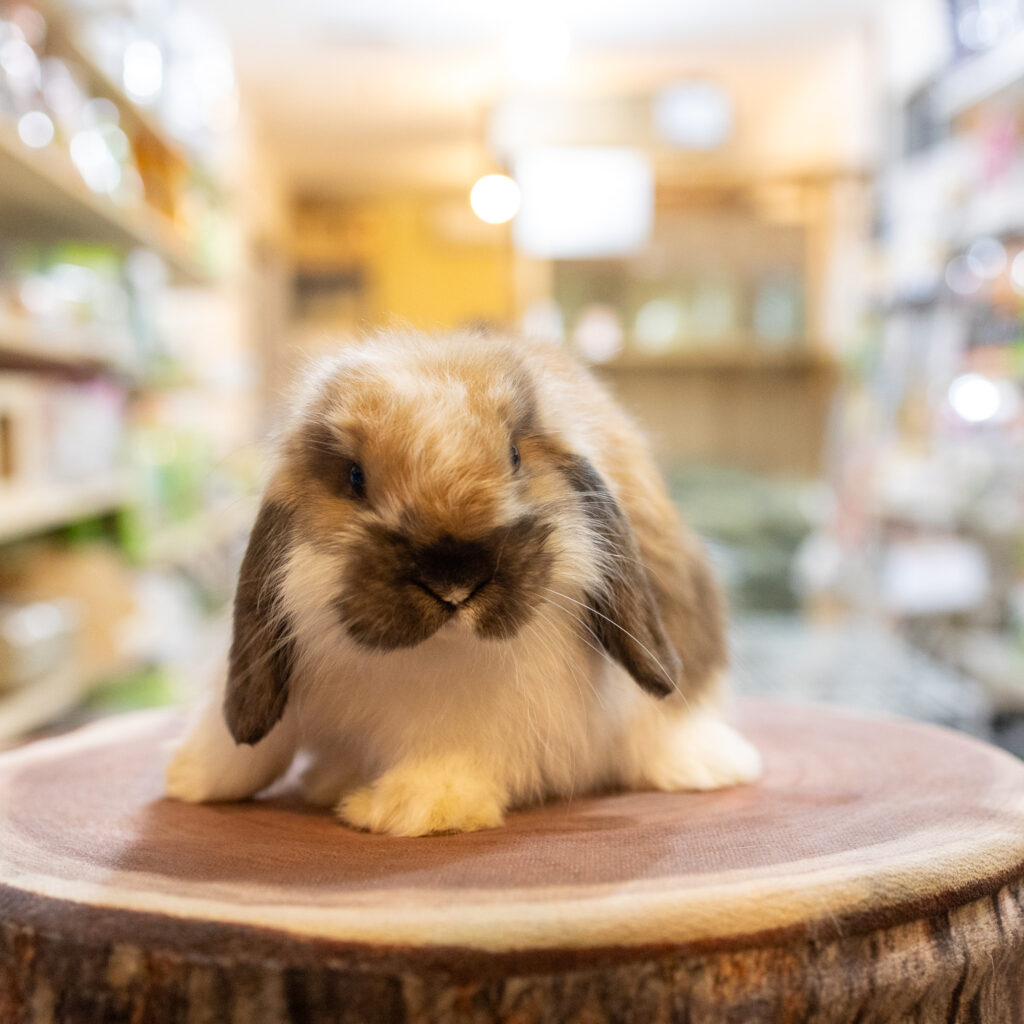 販売中のうさぎさん紹介 | 岩手.青森.秋田うさぎ専門店＋Rabbits -Farm