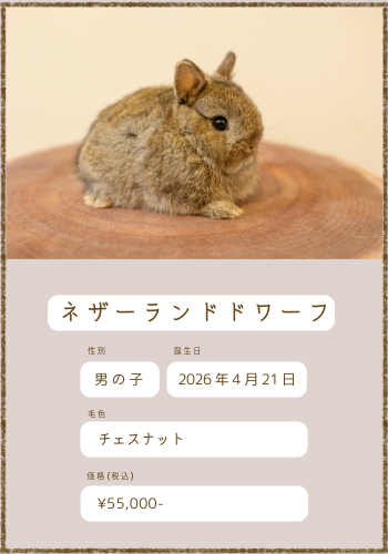 販売中のうさぎさん紹介 | ＋ラビッツファーム盛岡うさぎの販売・爪