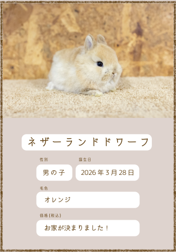 販売中のうさぎさん紹介 | ＋ラビッツファーム盛岡うさぎの販売・爪
