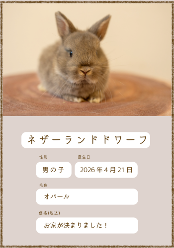 販売中のうさぎさん紹介 - ＋ラビッツファーム盛岡うさぎの販売・爪