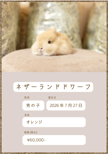 販売中のうさぎさん紹介 - ＋ラビッツファーム盛岡うさぎの販売・爪
