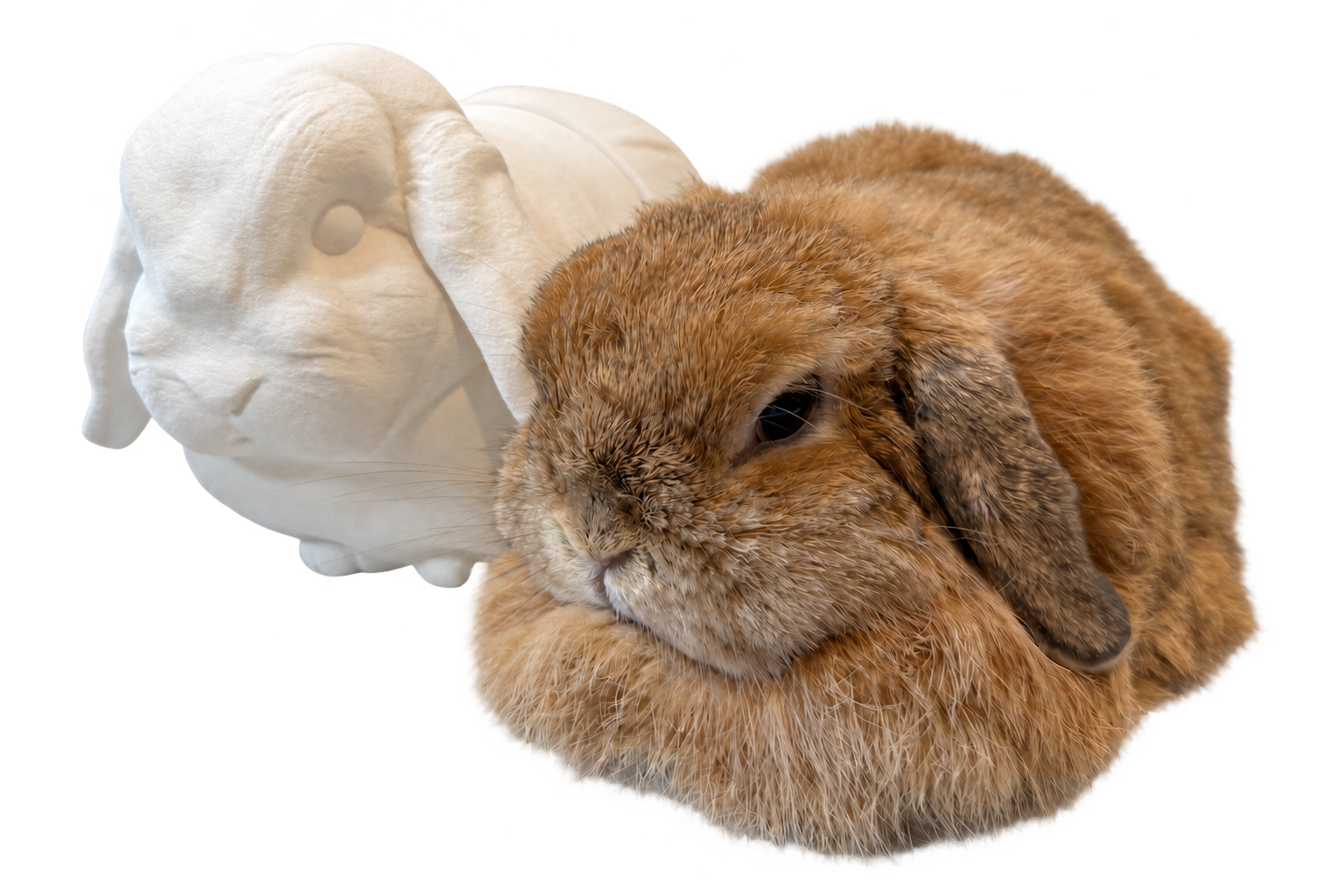 実物のたれ耳うさぎと3Dプリントフィギュア